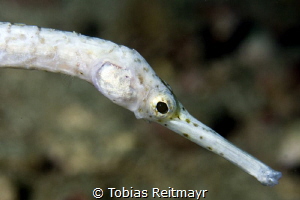 Pipefish, Palong North,Phi Phi Ley by Tobias Reitmayr 
